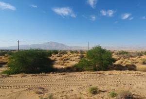 خانمحمدیان:کاشت ۳۵ هزار نهال در بیابان های مهران آغاز شد