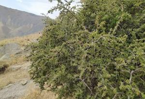 توسعه گونه‌های بومی پسته و آلوی وحشی در کوه کرکس اسدآباد