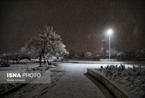 قطع برق در محدوده خیابان آزادی تا استقلال مشهد به دلیل سقوط درخت