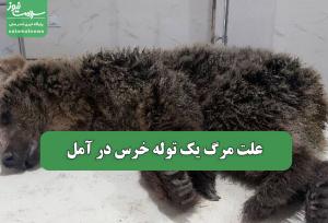 علت مرگ یک توله خرس در آمل