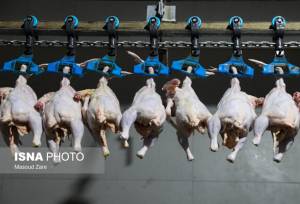رئیس جهاد کشاورزی استان: ۳۸ هزار تن گوشت مرغ در بوشهر تولید شد