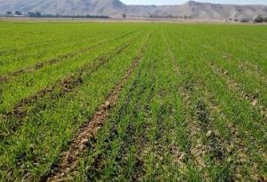 مدیر جهاد کشاورزی دهلران: کشت جو در دهلران از مرز ۲ هزار هکتار گذشت