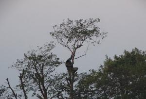 جمع آوری تله‌های میلیاردی شکار پرندگان در پارک ملی بوجاق