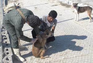 واکسیناسیون سگ‌های صاحب‌دار استان بوشهر علیه بیماری هاری