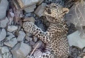 توله پلنگ ایرانی در بشاگرد تلف شد