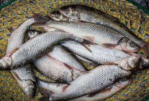 ایران در رتبه پنجم جهانی تولید ماهیان گرمابی قرار گرفت