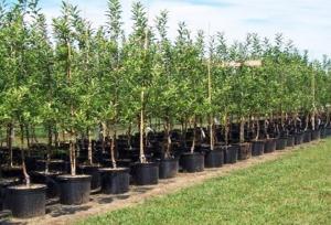 افزایش ۵۰ درصدی سطح زیر کشت زراعت چوب در کشور