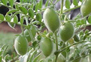 طرح پایش عوامل خسارت‌زای نخود در ایوان آغاز شد