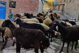 گامی نوین در تولید؛ طرح افزایش راندمان زایش دام در مریوان کلید خورد