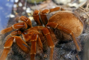 کشف عنکبوت یاقوتی که همه را شگفت‌زده کرد