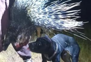 شکارچیان غیرمجاز تشی‌ها در کازرون متوقف شدند