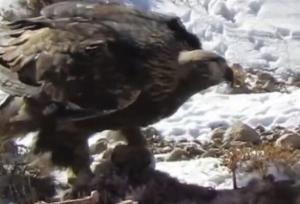 شکار بره وحشی توسط عقاب طلایی؛نماد پویایی طبیعت در پارک صیدوا