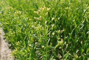 کشت کاملینا در شهرستان کوهدشت لرستان آغاز شد