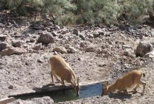 تصاویر زیبا از کل و بز وحشی در البرز مرکزی شمالی