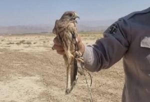 رهاسازی پرندگان زنده‌گیری شده در هرمزگان