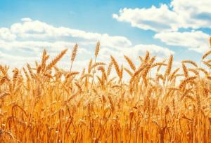 معرفی گندم‌های مقاوم به خشکی برای اقلیم جنوب شرق استان تهران