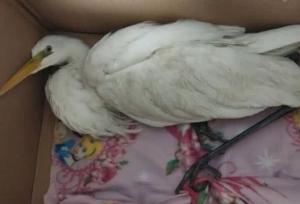 نجات لک‌لک مهاجر گرفتار در خزه‌های میدان دریادار همتی سمنان