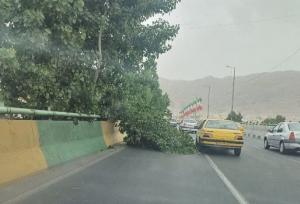 طوفان در البرز درختان را شکست