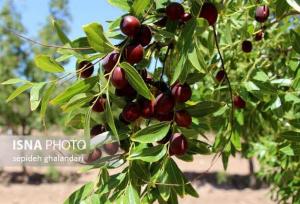 عناب حافظه را تقویت و استرس ذهنی را کاهش می‌دهد