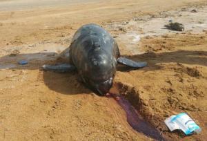 کشف دو لاشه دلفین در ساحل تالاب خلیج گواتر و خور باهو