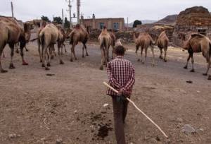 خشکسالی‌های پی‌درپی بزرگ‌ترین تهدید صنعت شترداری در خراسان رضوی