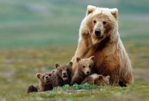 ثبت تصاویر خرس قهوه‌ای ماده و دو توله‌اش در منطقه حفاظت‌شده دنا