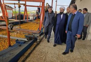 فرماندار رودسر: کنسانتره پرتقال ارزآوری دارد