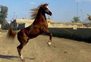 گلزار: یزد، مقصد نوین گردشگری اسب کشور می‌شود