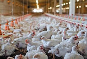 ۱۱ تن مرغ قاچاق در صومعه سرا کشف شد