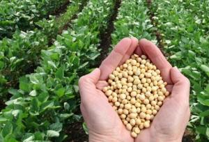 ارزش سالانه بذرهای تولید داخل بیش از دو میلیارد دلار برآورد شد