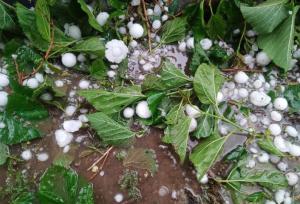 تگرگ به بخش کشاورزی ۱۰ روستای خوی خسارت زد