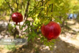 پیش‌بینی برداشت ۲۰ هزار تن انار در کردستان‌ طی امسال
