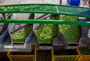 جشنواره زیتون، فرصتی برای معرفی طلای سبز طارم