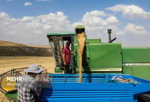 خرید تضمینی گندم در استان قزوین از ۲۰۰ هزار تن فراتر رفت