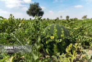 می‌توان بوته هندوانه را به کدو پیوند زد