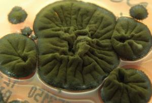 قارچ مرموز در تشعشعات هسته ای چرنوبیل زنده ماند