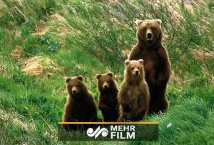 عباس نژاد:چهار خرس قهوه‌ای در ارجمند دیده شدند