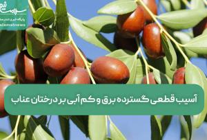 آسیب قطعی گسترده برق و کم آبی بر درختان عناب