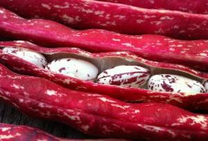 پیش بینی برداشت ۲۵۰۰ میلیاردی پاچ باقلای پاییزه در گیلان