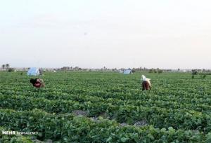 ضرورت بازنگری در الگوی کشت با توجه به تغییر اقلیم