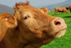 مدیرکل دامپزشکی استان: اپیدمی تب برفکی در همدان نداشتیم