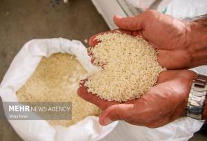 واردات ۶۰۰ هزار تن برنج تا پایان سال ضروری است