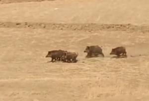 مشاهده یک گله گراز در کوهرنگ