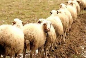 استاندار کرمانشاه: نژاد گوسفند سنجابی باید حفظ شود 