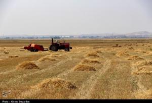 درآمد سرانه گندم‌کاران به ۲۴۰ میلیون تومان رسید