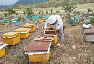 تهدید زنبورداری در پی بروز خشکسالی و وجود داروی تقلبی