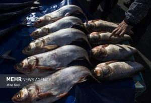 توسعه اقتصاد دریامحور با هدف‌گذاری تولید ۲.۶ میلیون تن محصولات آبزی