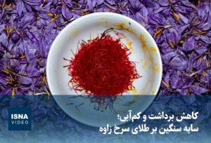 مدیر هماهنگی ترویج کشاورزی سازمان جهاد کشاورزی: یک‌هزار هکتار سطح زیرکشت زعفران در لرستان است