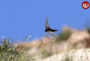 پرنده‌ای که می‌تواند «۱۰ ماه» بدون توقف پرواز کند