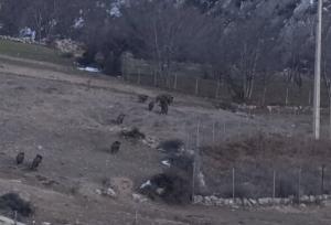 گله گرازهای وحشی در پناهگاه حفاظت‌شده پرور